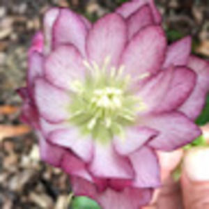 Meet your Posher, Misti